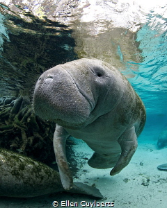 Manatee in the springs to keep warm by Ellen Cuylaerts 